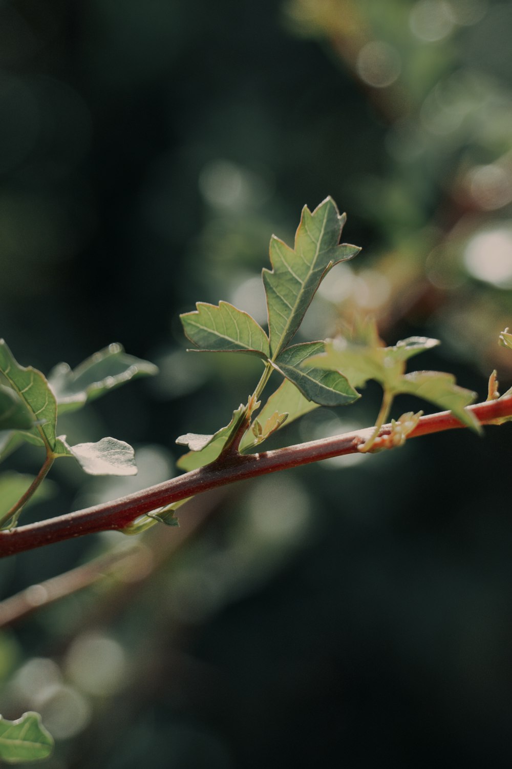 a branch of a tree with green leaves