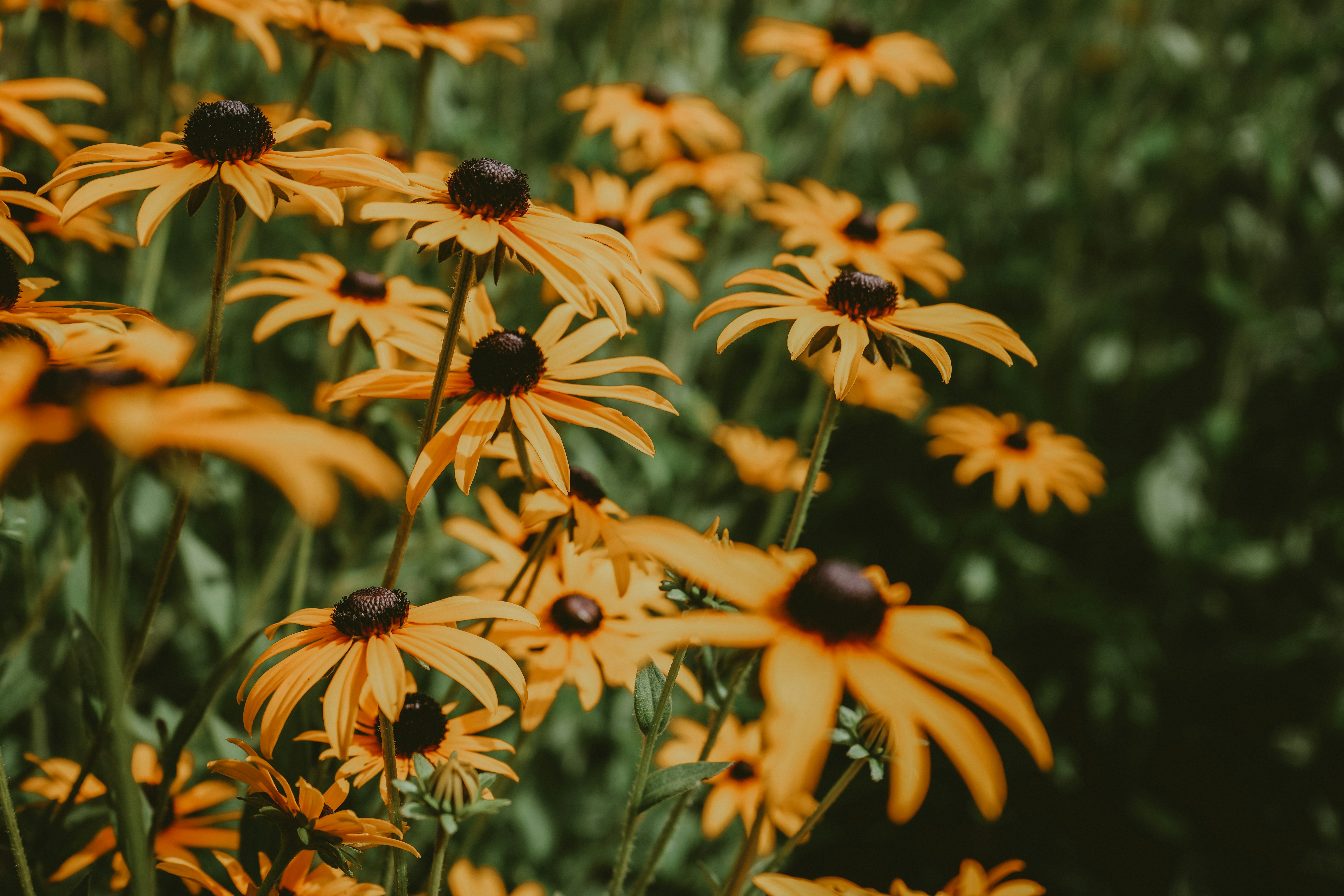 Photo by sznl_dreamr