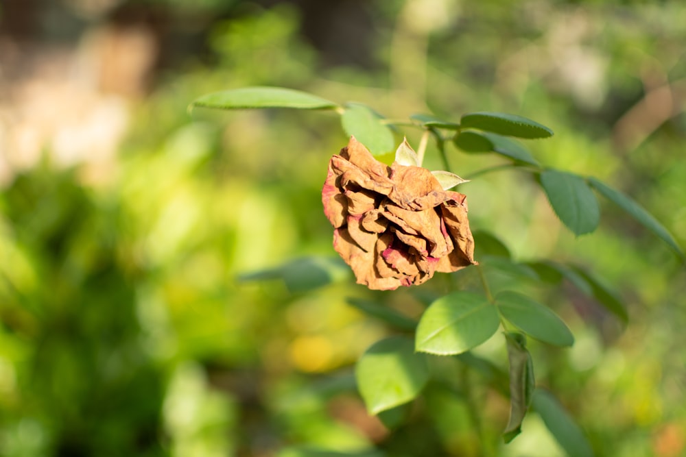 Un primer plano de un cono de pino en un árbol