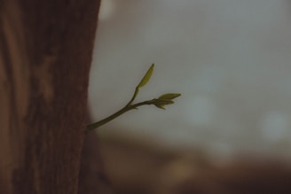 A small green sprout emerges from the side of a dark, textured tree trunk. The background is softly blurred, emphasizing the new growth.