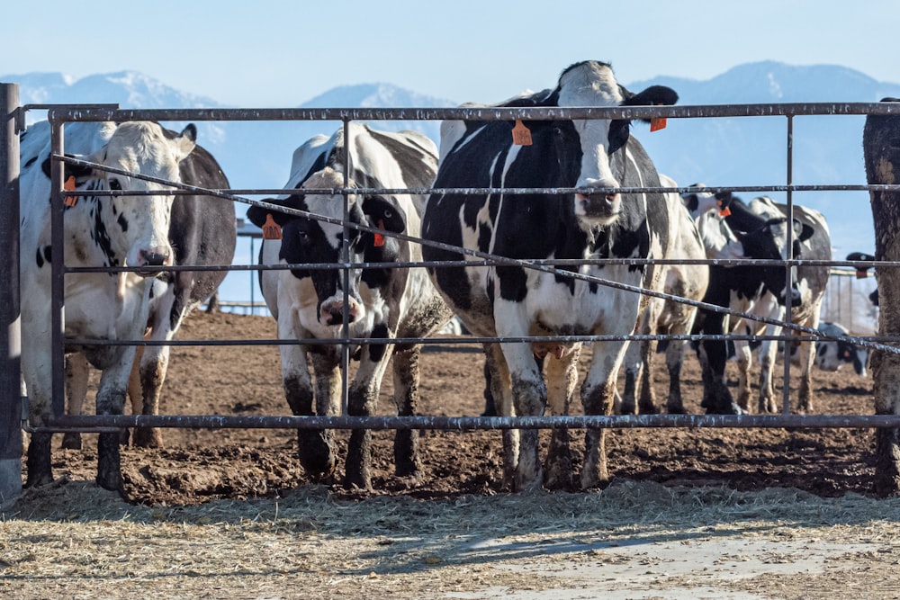 a herd of cows standing behind a metal fence