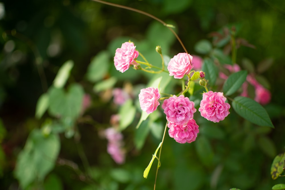 a bunch of pink flowers growing on a bush