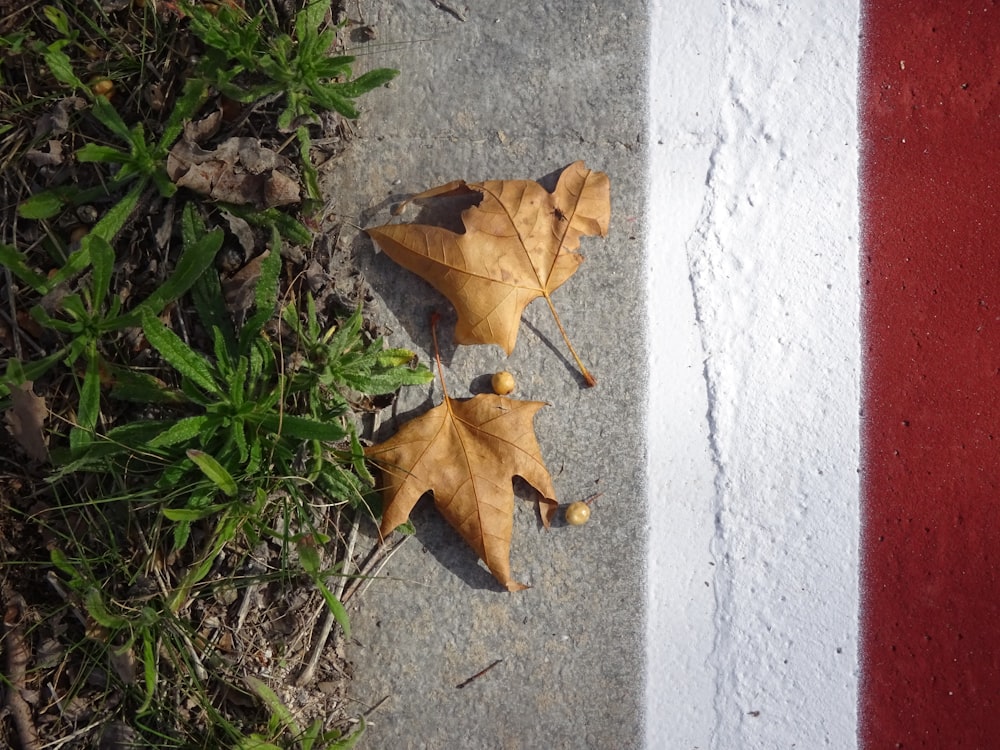 a couple of leaves that are laying on the ground