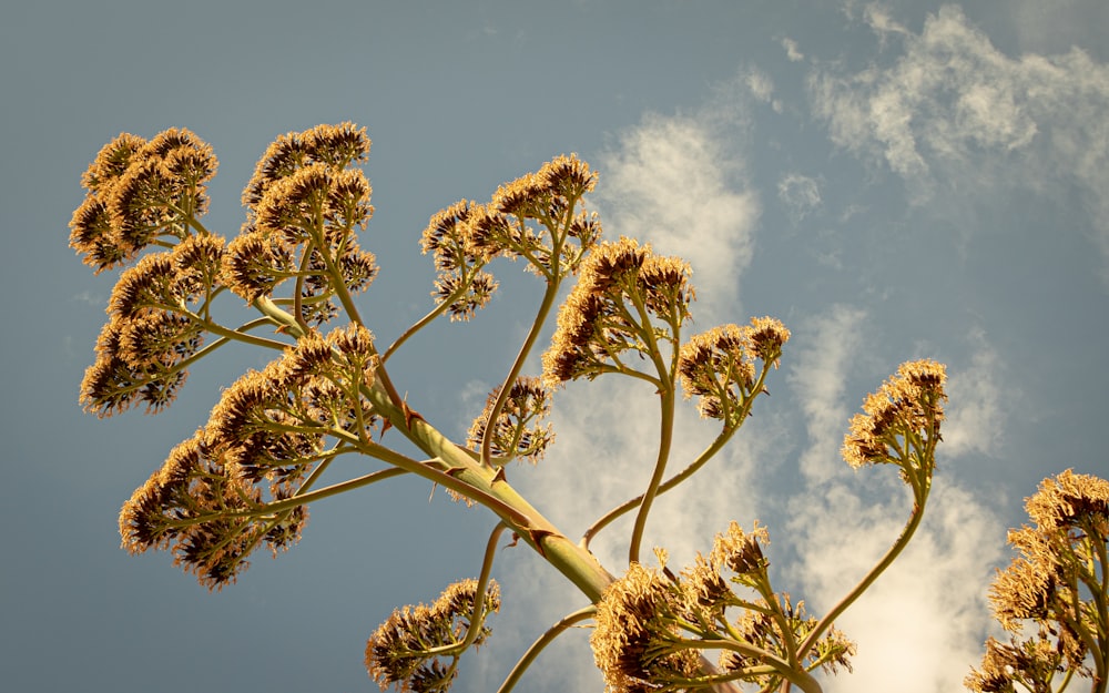 a close up of a plant with a sky in the background