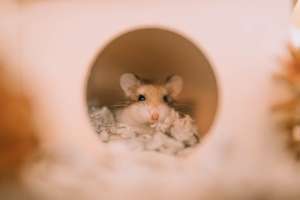 a small rodent peeking out of a hole in a house