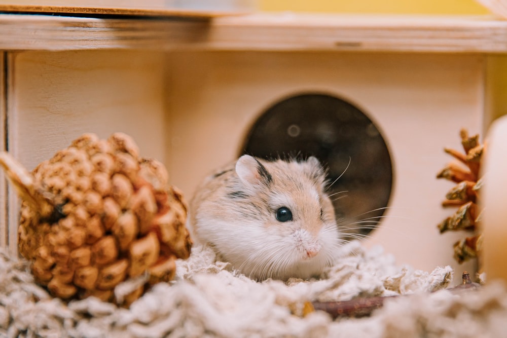 a hamster in a house with a pine cone