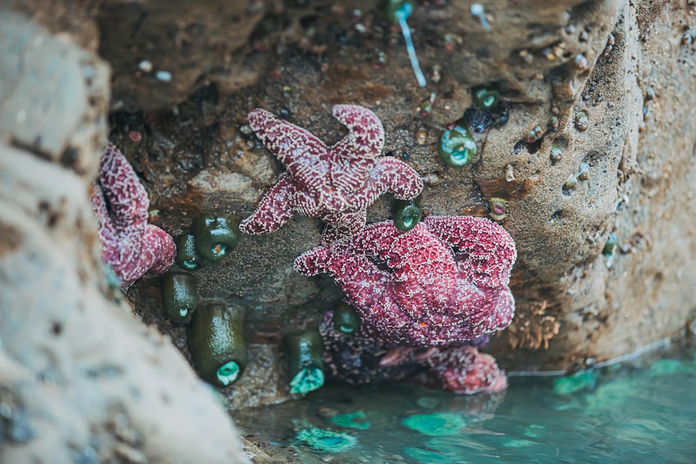 a group of sea stars sitting on top of a rock