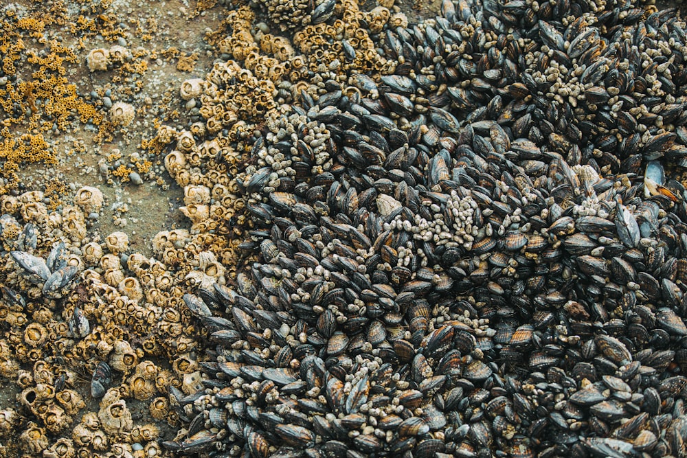 a bunch of small shells on a rock