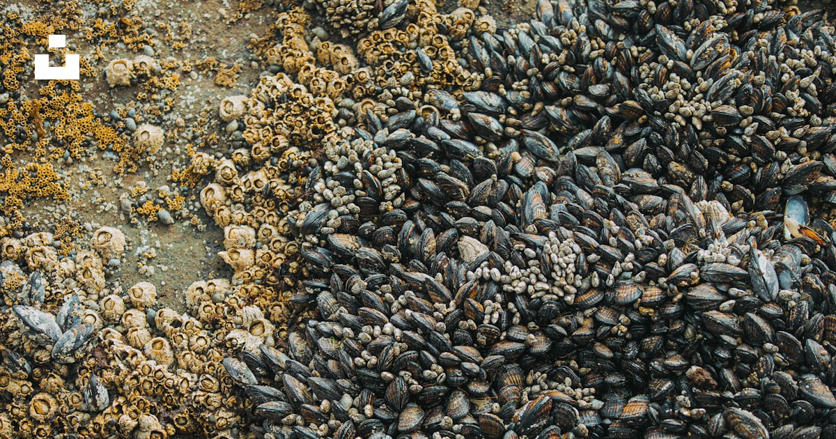 A bunch of small shells on a rock photo – Free Shellfish Image on Unsplash