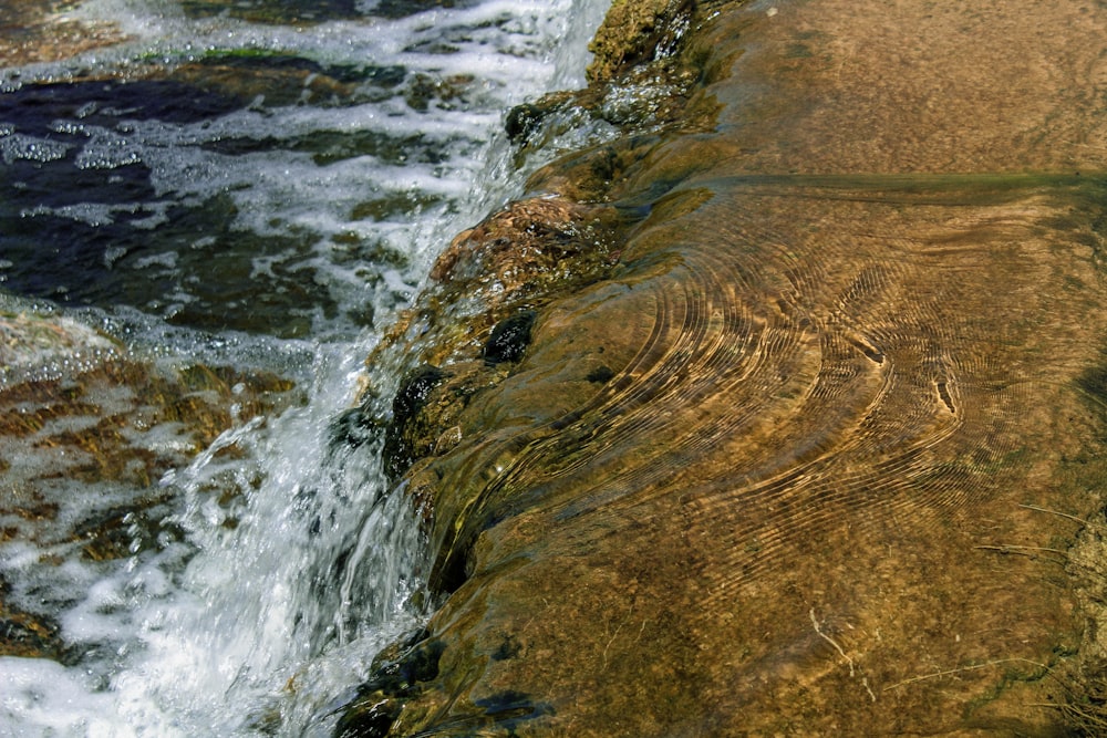 a bird is sitting on a rock next to the water