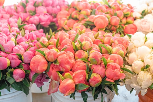 A variety of peony flowers in different colors are arranged in white buckets. The flowers range in color from vibrant pink to a soft coral and pure white. Each flower is surrounded by green leaves, adding a touch of freshness to the scene. The buckets are closely packed together, creating a dense and colorful display.