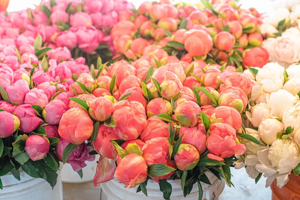 a bunch of pink and white tulips sitting in buckets