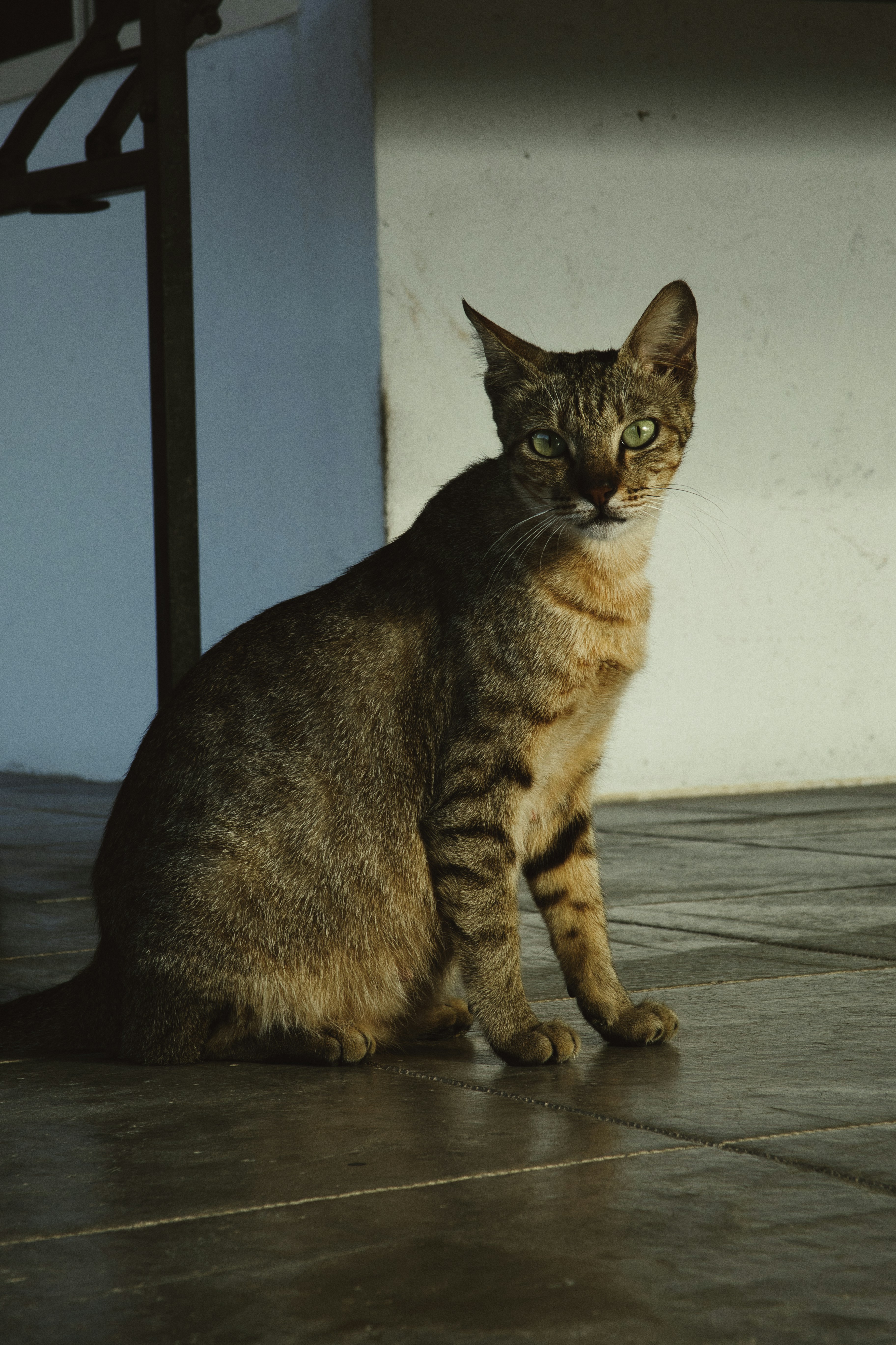 Miracinonyx: The Puma That Thought It Was a Cheetah (image credits: unsplash)