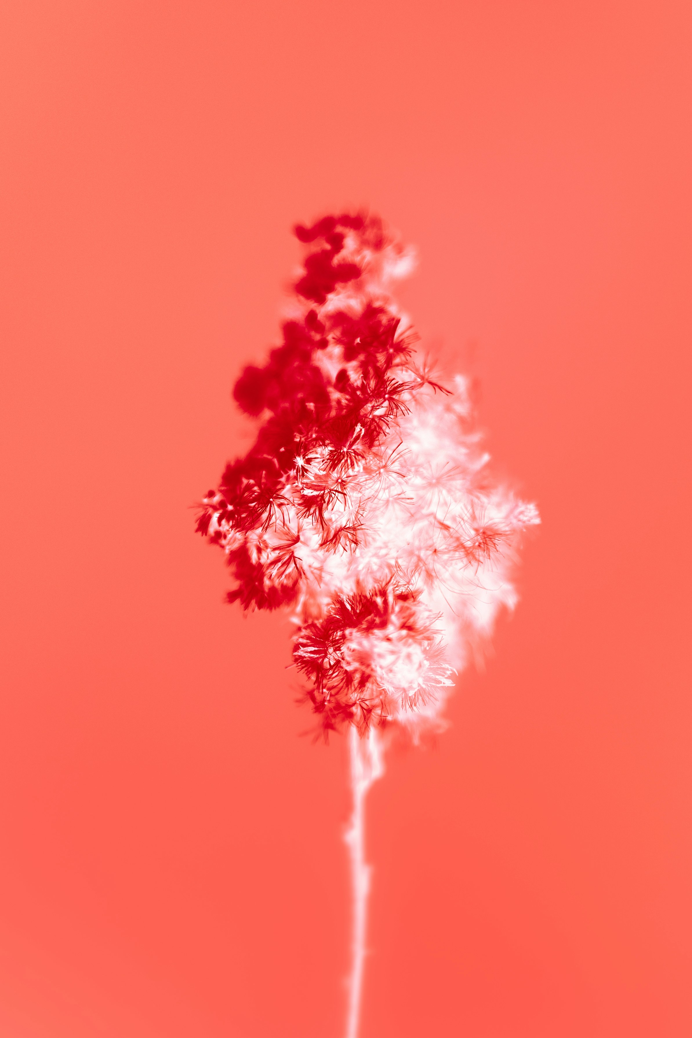 a red and white flower is in a vase
