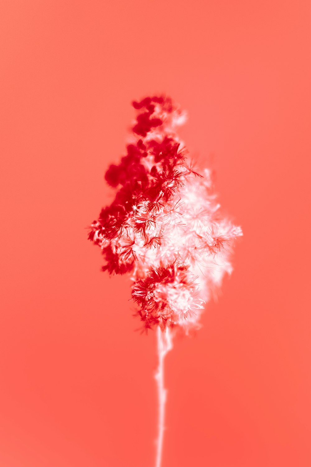 a red and white flower is in a vase