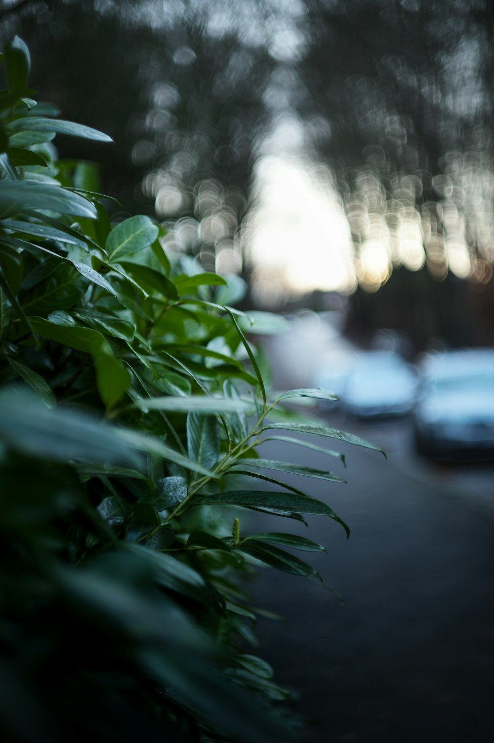 a close up of a plant with cars in the background