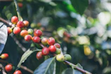 Close-up of ripe coffee cherries hanging on a branch, glistening in the morning sun.