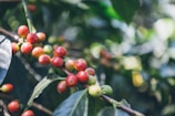 Clusters of ripe and unripe coffee cherries hang from a branch, surrounded by lush green leaves. The sunlight filters through the foliage, casting a gentle light on the vibrant colors of the cherries.