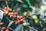 Close-up of ripe coffee cherries hanging on a branch in a sunlit farm.