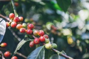 Sunlit coffee farm with ripe coffee cherries hanging on lush green branches