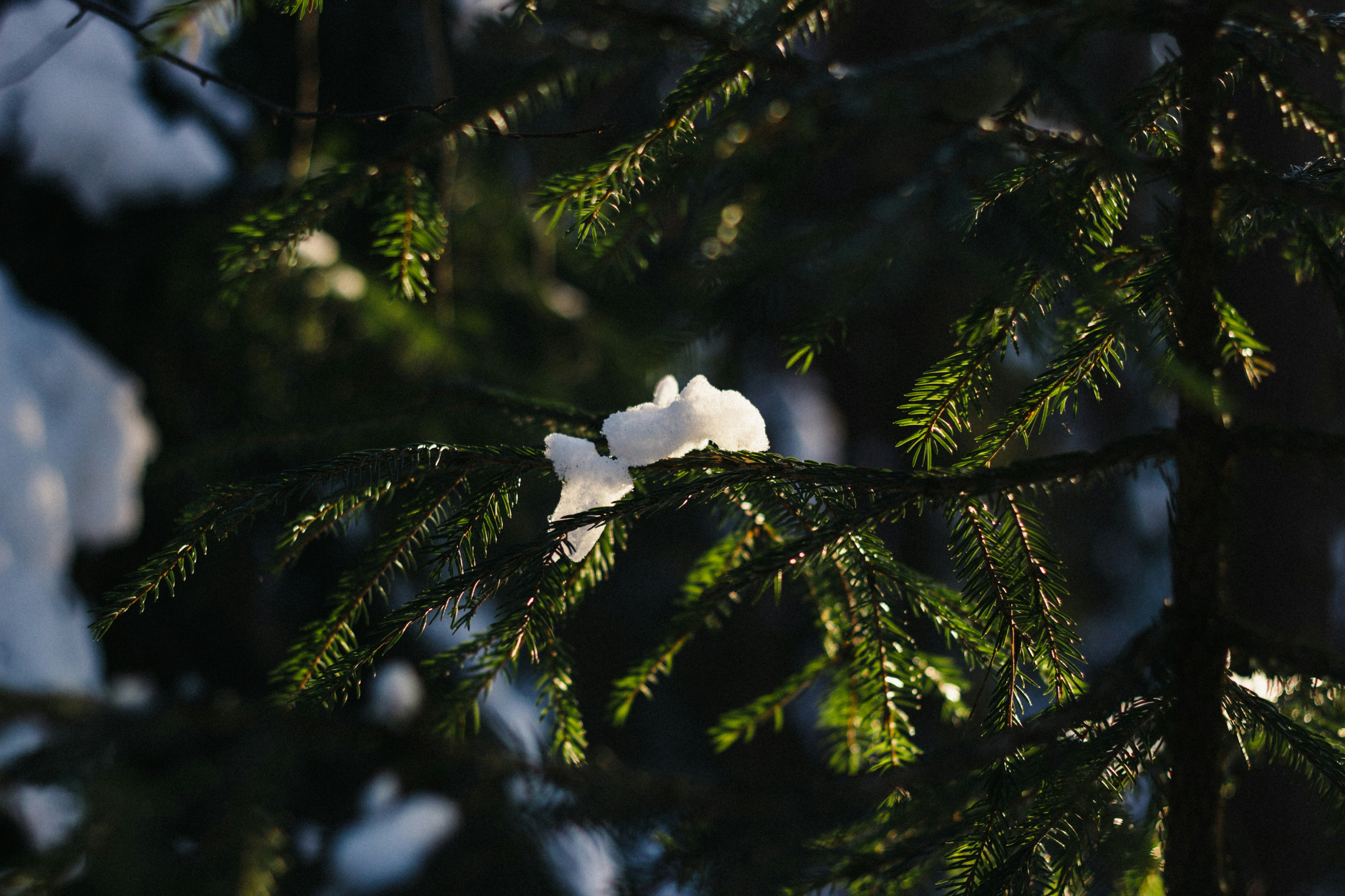 a white bird sitting on top of a pine tree