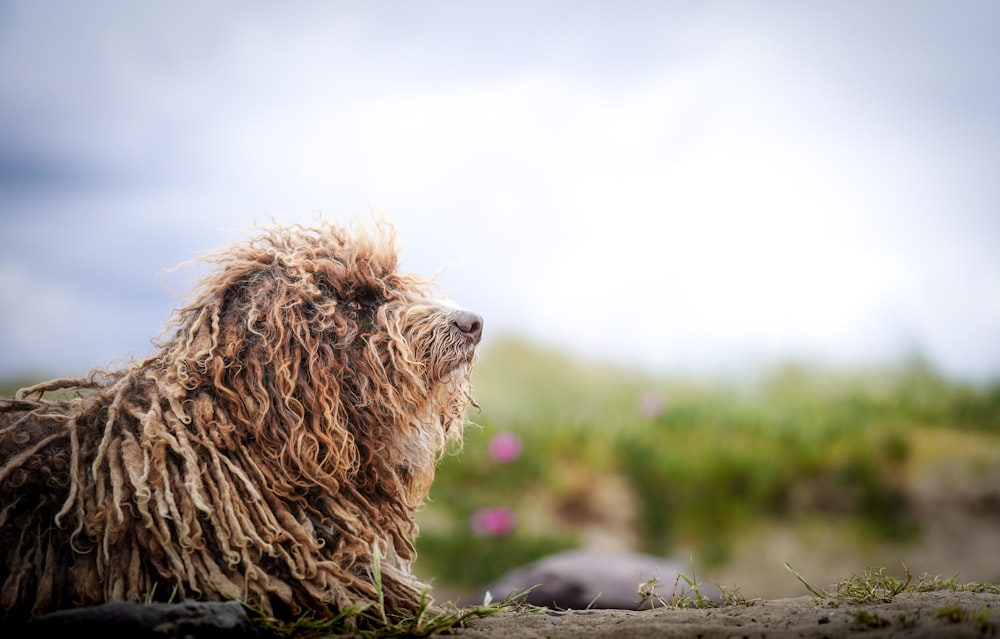a shaggy dog sitting on the ground looking off into the distance