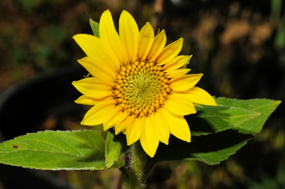 a large yellow sunflower with green leaves