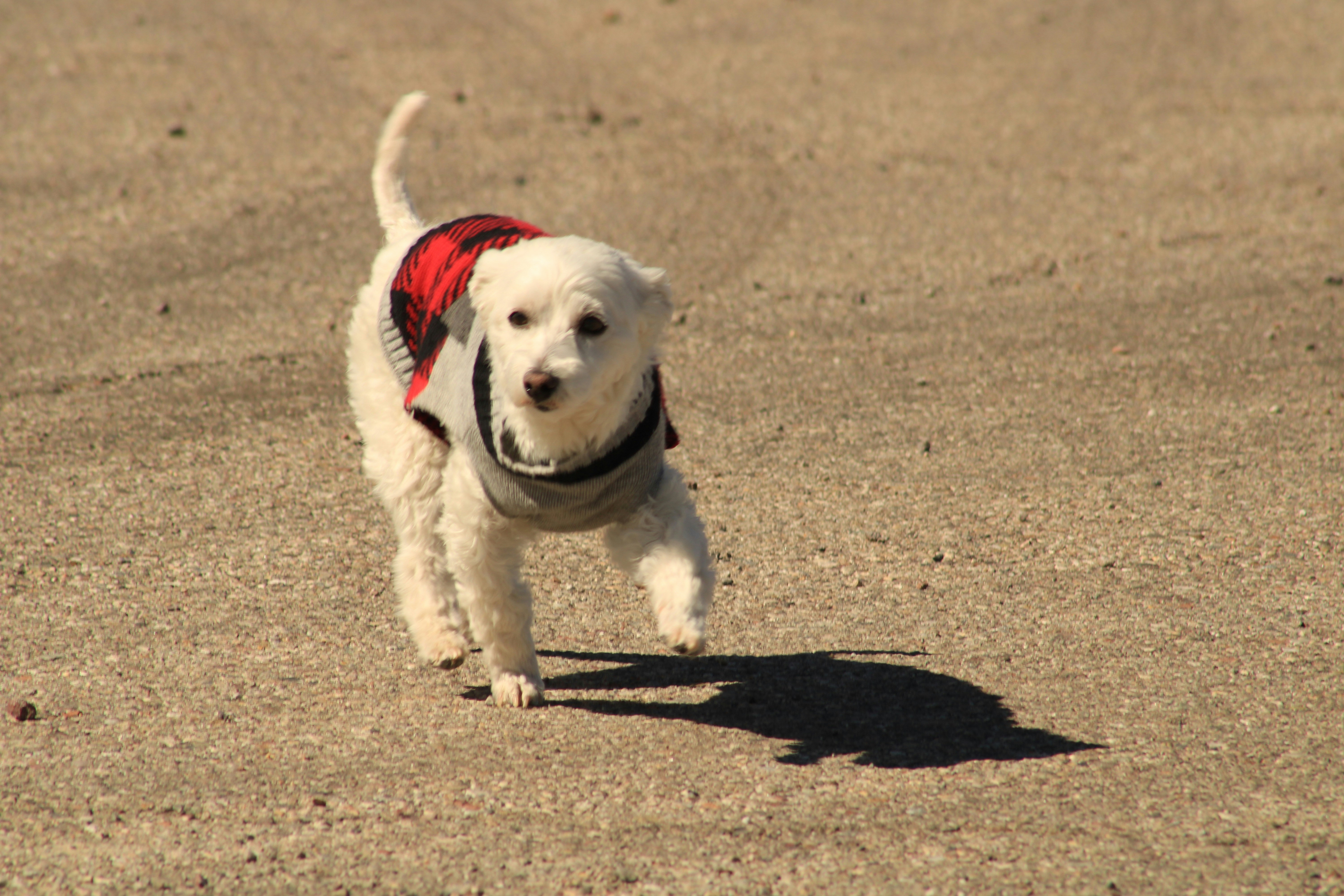 砂浜を歩いている小さな白い犬