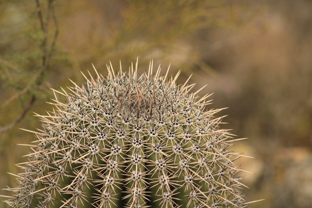 a close up of a cactus plant with a blurry background