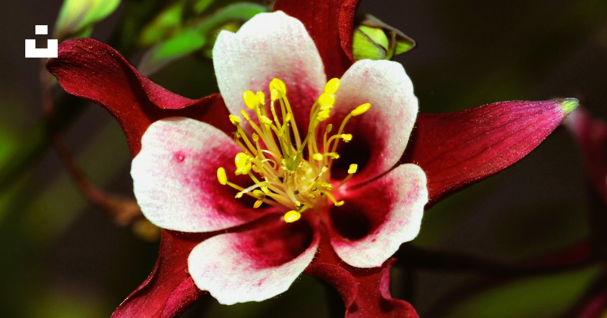 Gros plan d’une fleur rouge et blanche photo – Photo Fleur rouge et ...