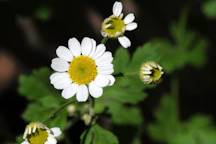 a close up of three white flowers with green leaves