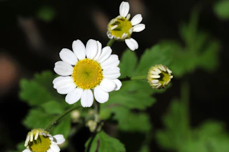 a close up of three white flowers with green leaves
