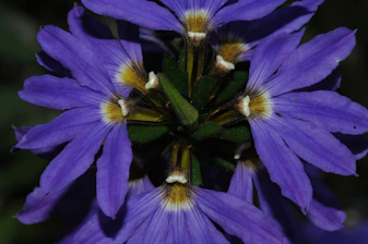 a close up of a purple flower with yellow stamen