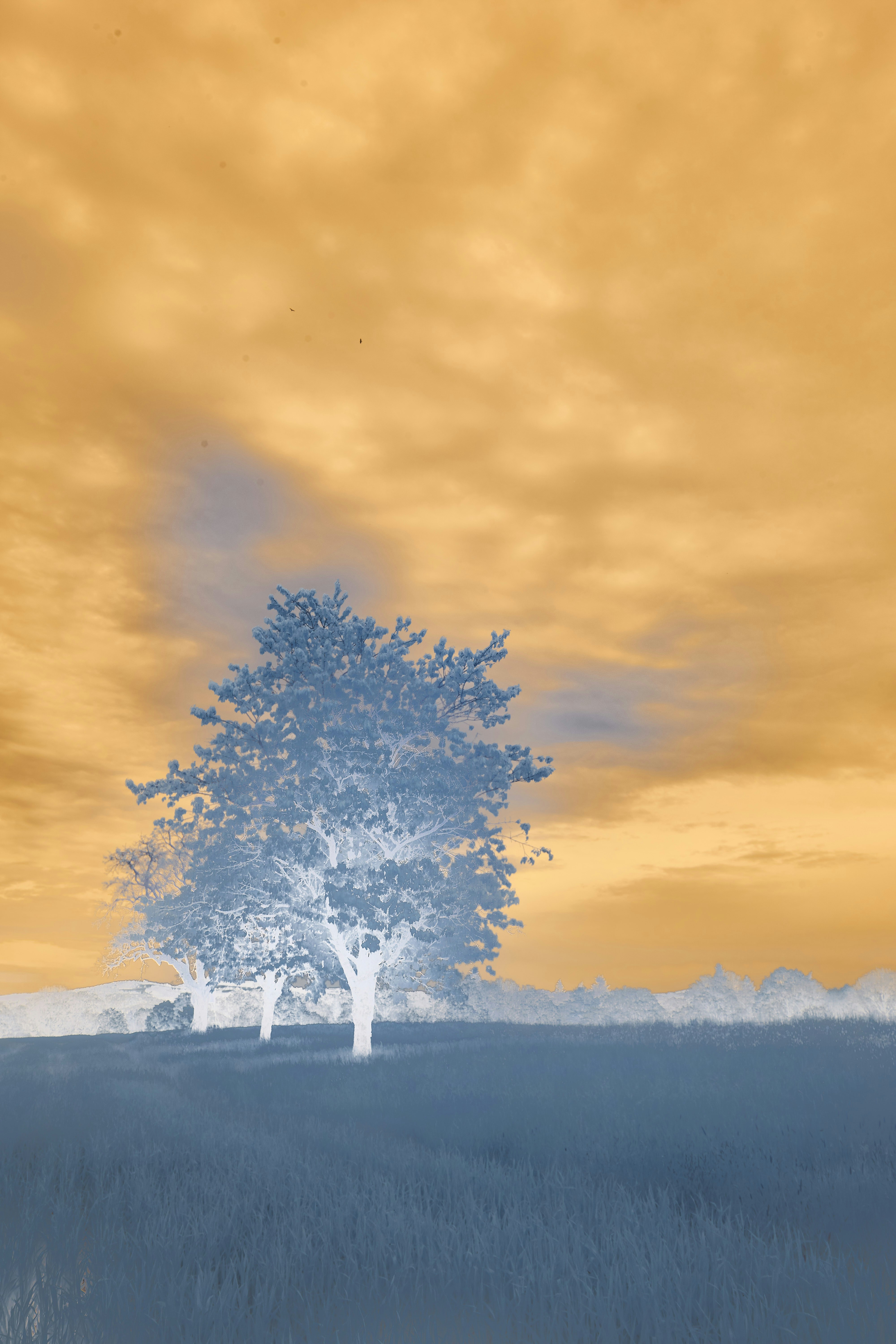 Photo by wolfgang_hasselmann