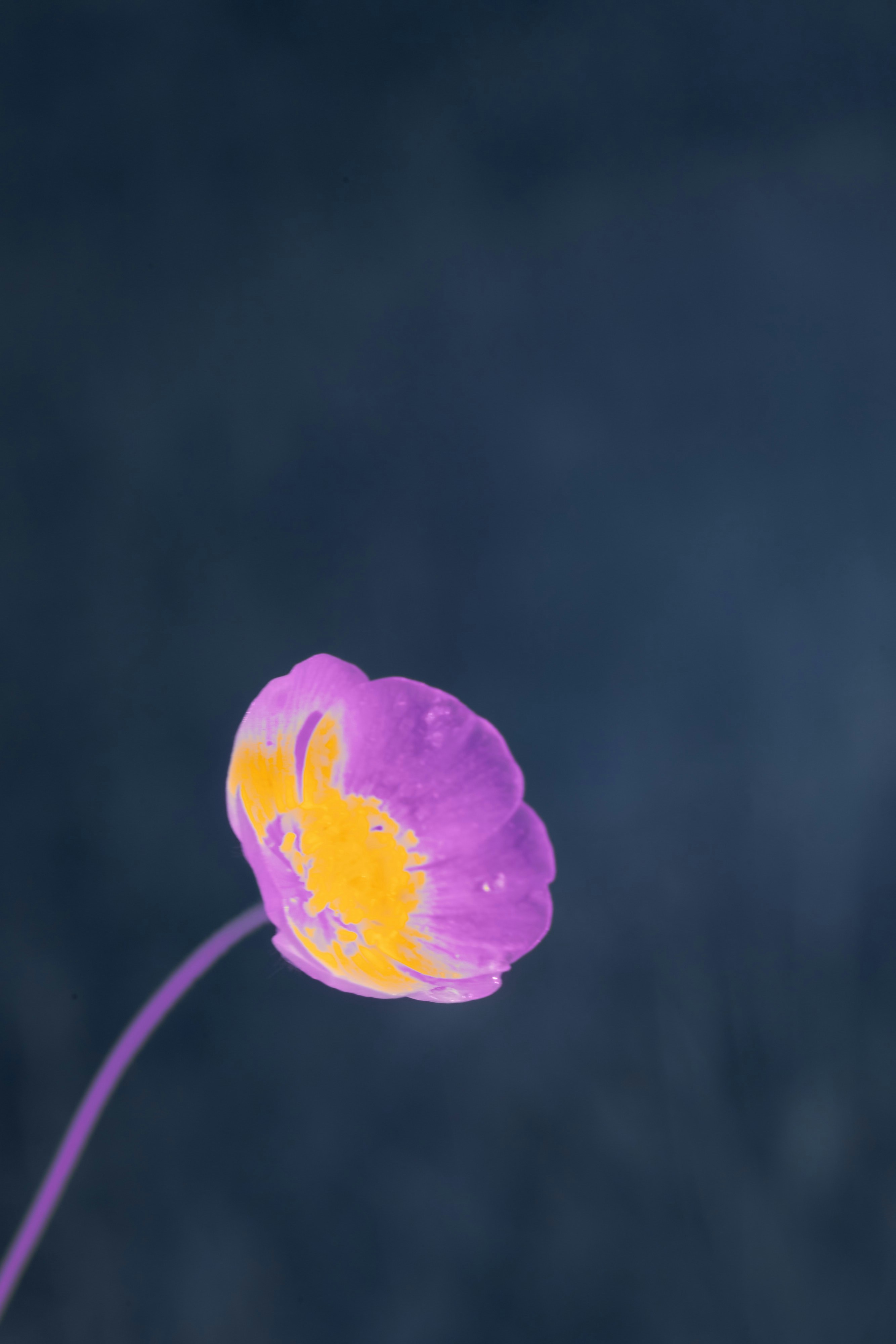 Photo by wolfgang_hasselmann