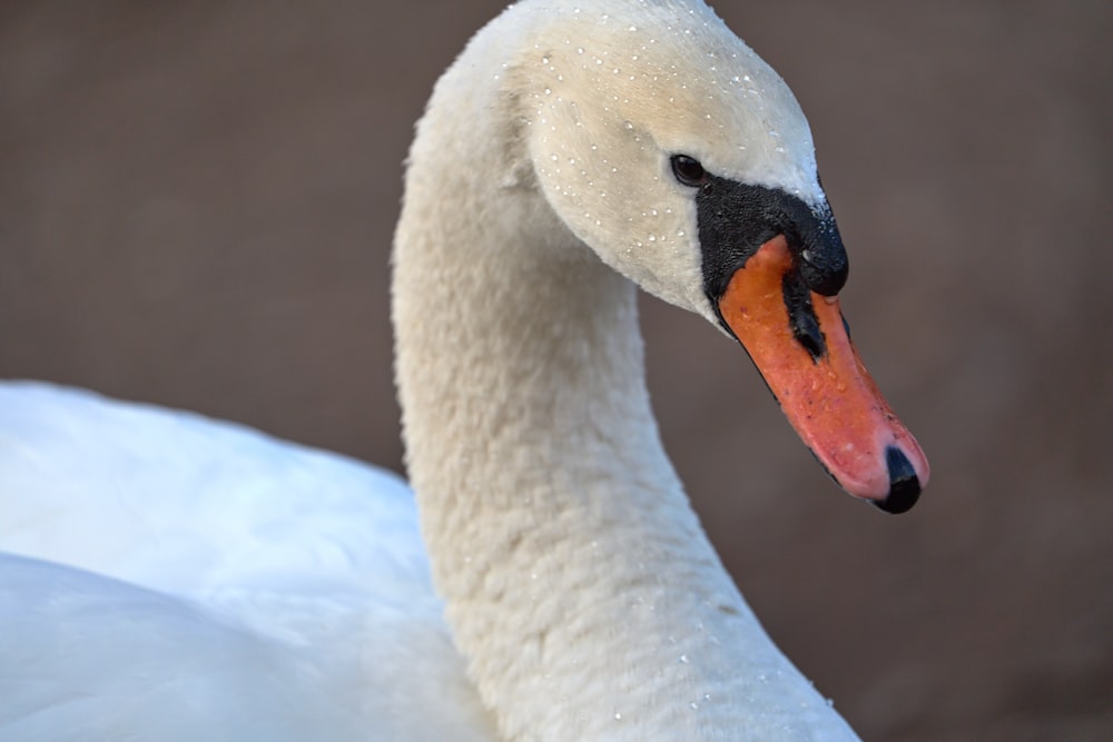 a close up of a white swan with an orange beak