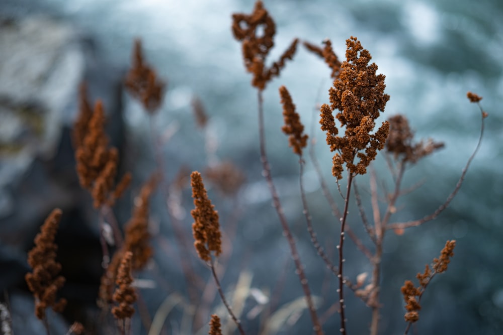 a close up of a plant with water in the background