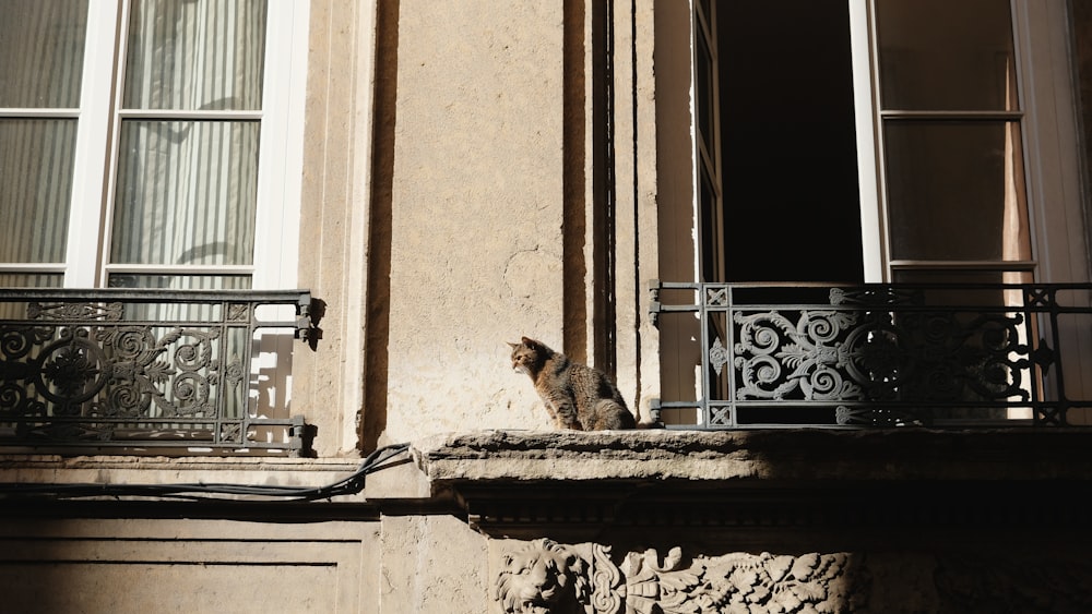 a cat sitting on a ledge of a building