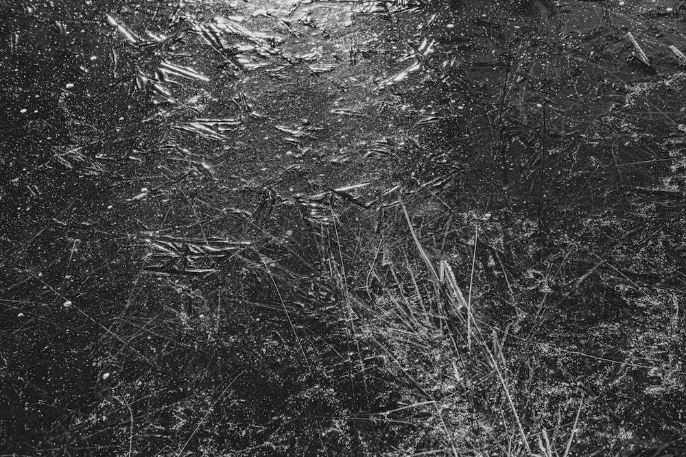 a black and white photo of grass and dirt