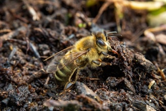 a close up of a bee on the ground
