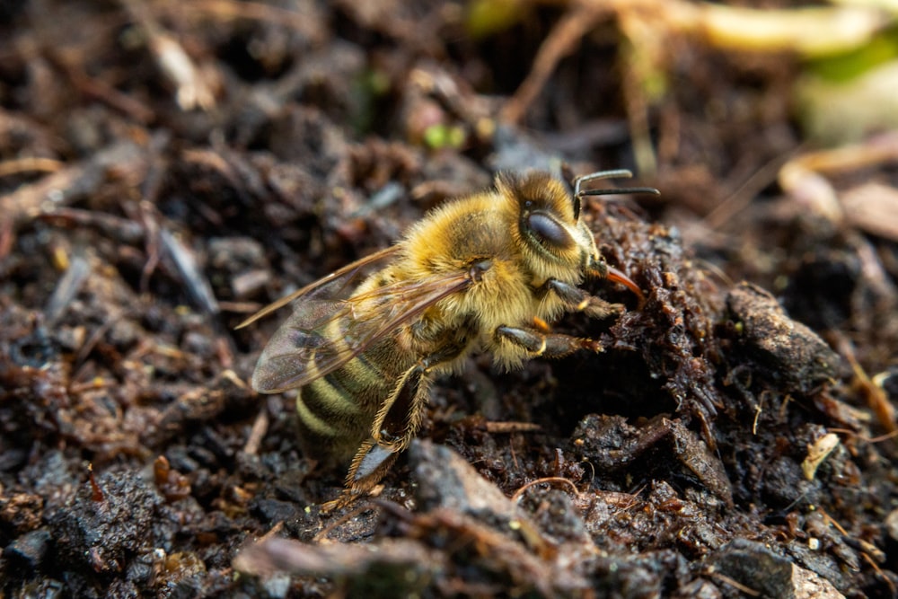 a close up of a bee on the ground