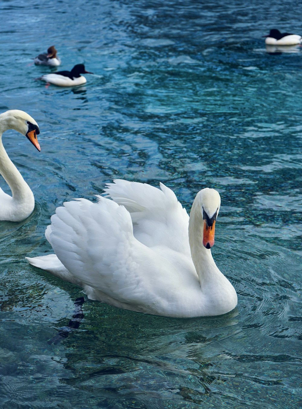 a couple of white swans floating on top of a body of water