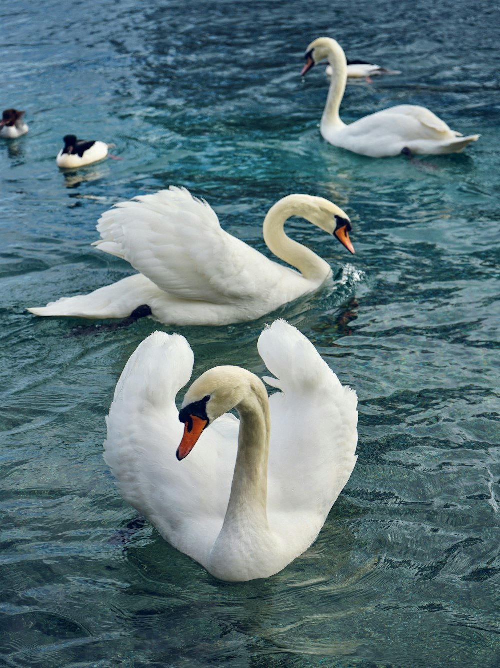a group of swans swimming in the water