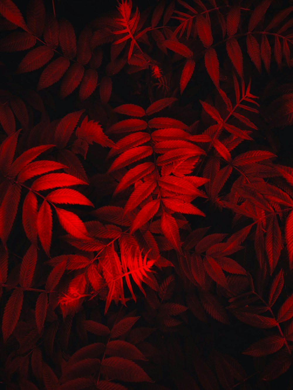 赤い葉を持つ植物のクローズアップ