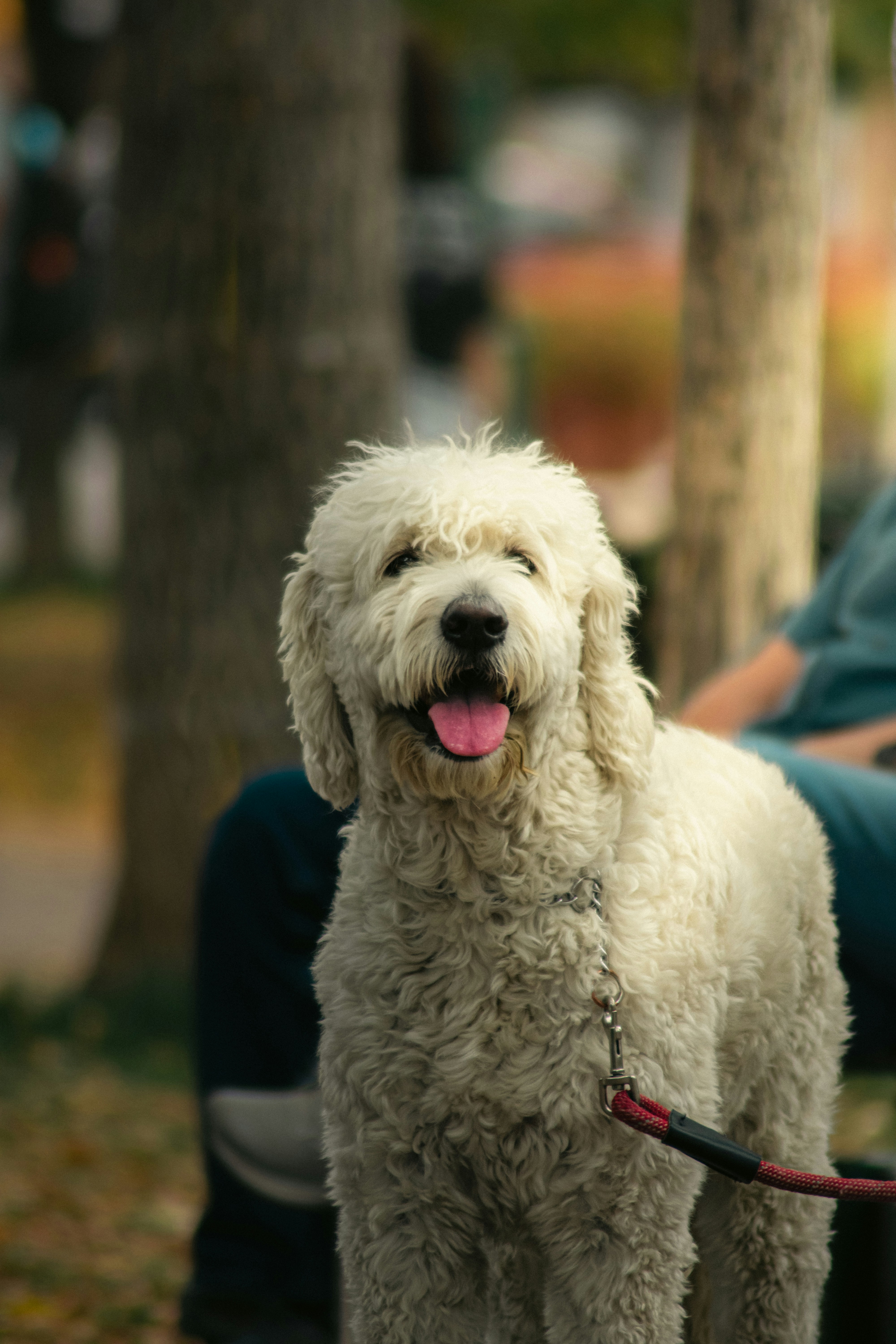are labradoodles hypoallergenic
