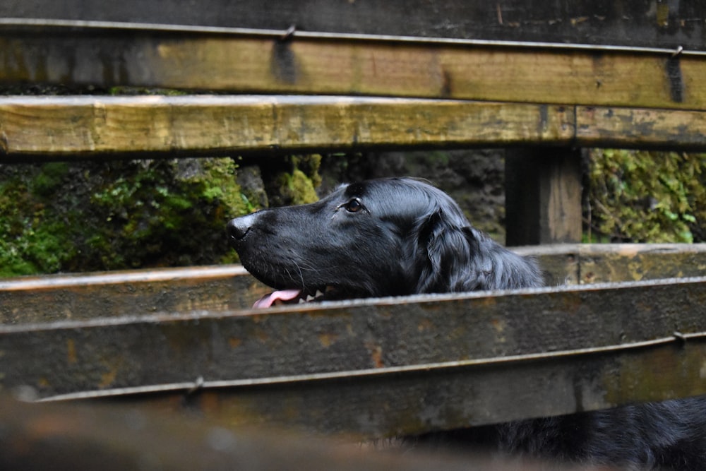 a black dog sticking its head out of a wooden fence