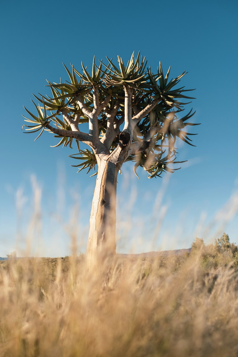 a very tall tree in the middle of a field