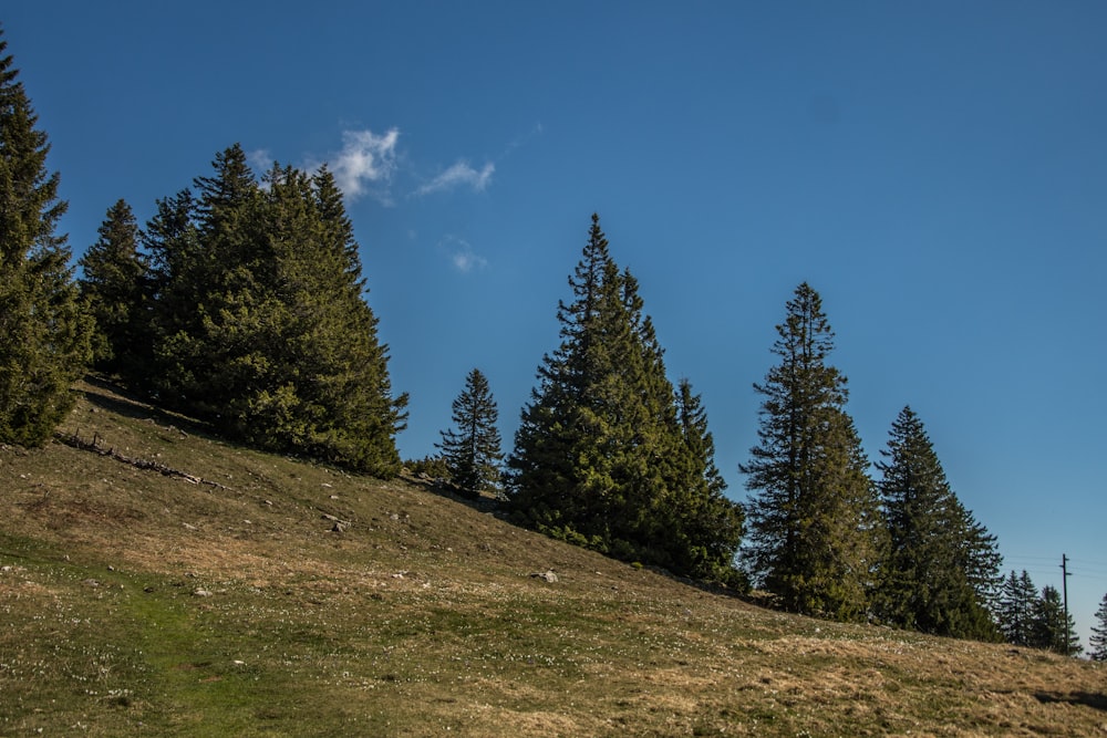 una collina erbosa con alberi e un cielo blu sullo sfondo