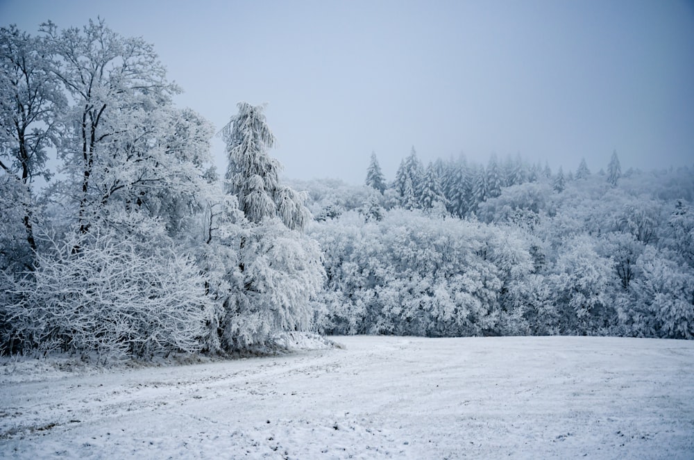 a snow covered field with trees in the background