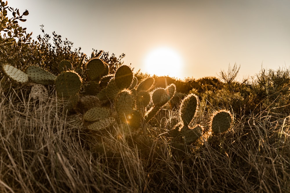 the sun is setting over a field of cactus